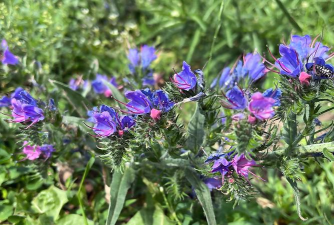 紫蓝根是什么颜色