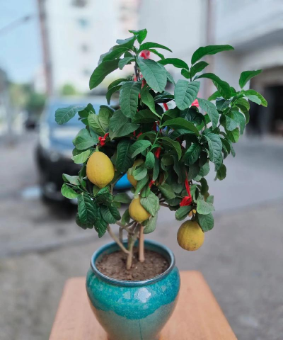 仙桃阳台养花好吗