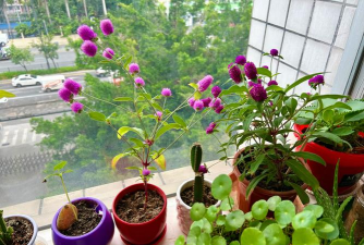 家庭养花用生根粉