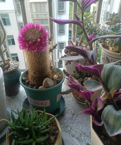 家庭养花用生根粉