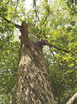 铁榆是什么品种