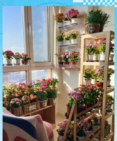 家庭养花用生根粉