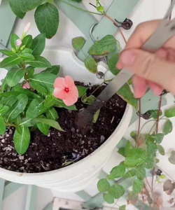 家庭养花用生根粉