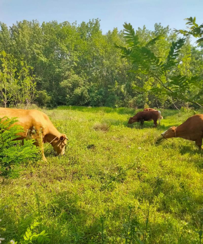 养牛黄怎么养花