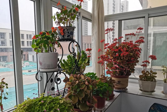 家庭养花用生根粉