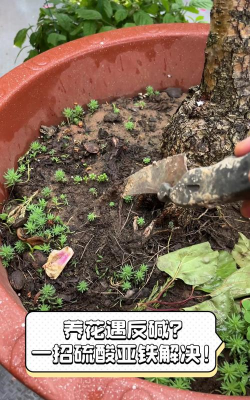 家庭养花用生根粉