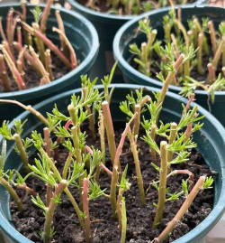 家庭养花用生根粉