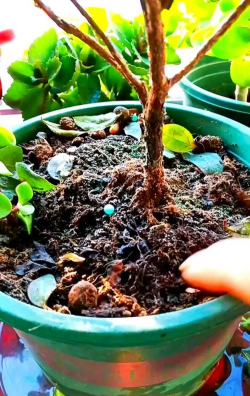 家庭养花用生根粉