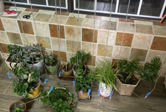 家庭养花用生根粉