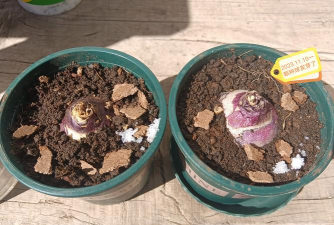 家庭养花用生根粉