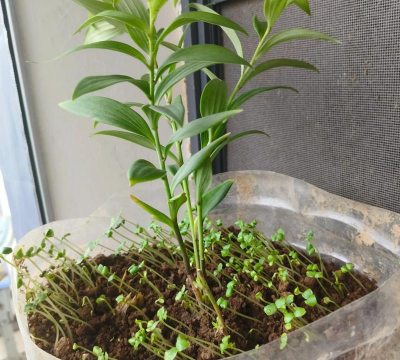 家庭养花用生根粉