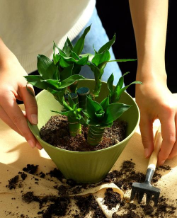 家庭养花用生根粉