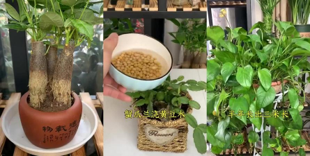 家庭养花用生根粉