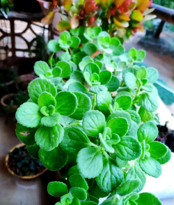 阳台养花早春防虫