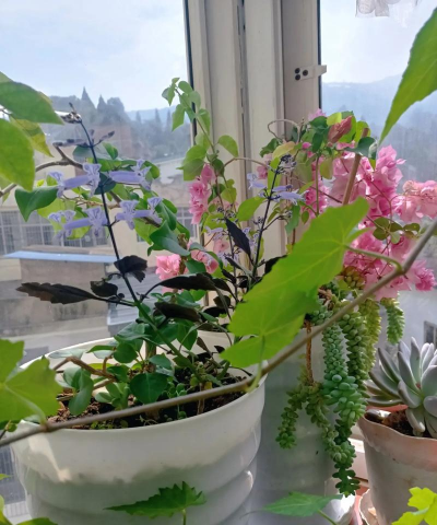 家庭养花用生根粉