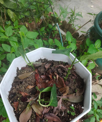 家庭养花用生根粉