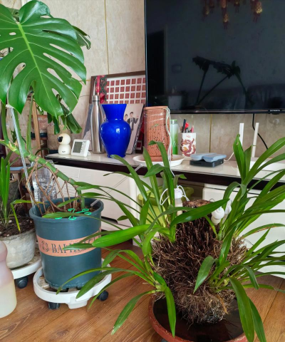 家庭养花用生根粉