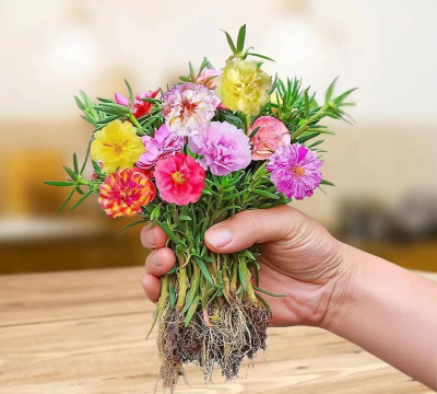 家庭养花用生根粉