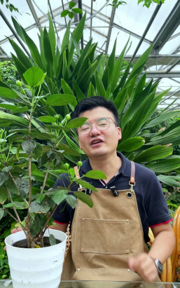 家庭养花用生根粉