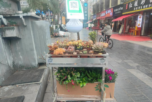 家庭养花用生根粉