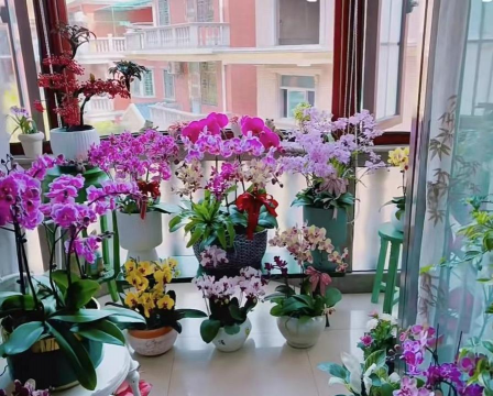 家庭养花用生根粉