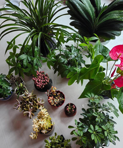 家庭养花用生根粉