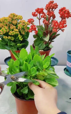 家庭养花用生根粉