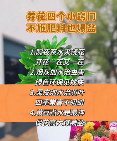 家庭养花用生根粉