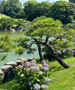 日本在东京养花