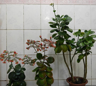 家庭养花用生根粉