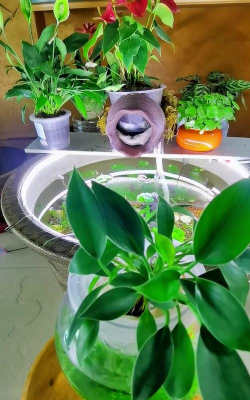 家庭养花用生根粉