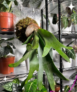 泰国蕨类有什么品种