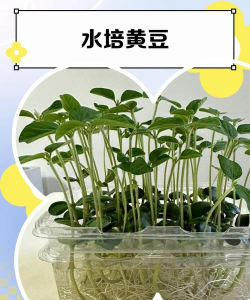 黄豆粒养花方法