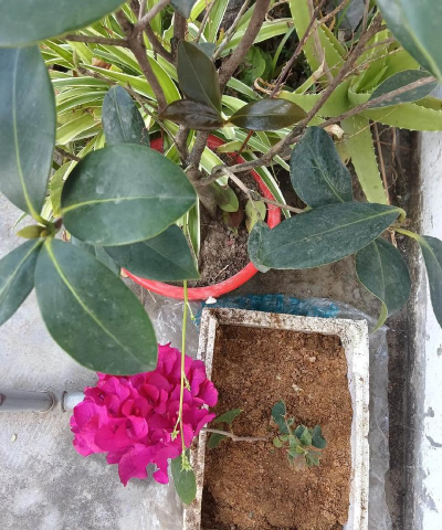 家庭养花用生根粉