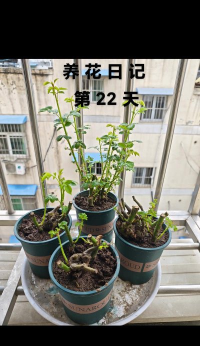 家庭养花用生根粉