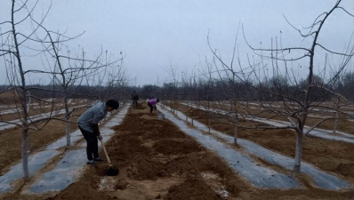 红富士苹果树施肥中存在的问题