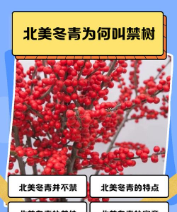 冬青为什么叫做冬青