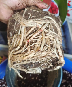 家庭养花用生根粉