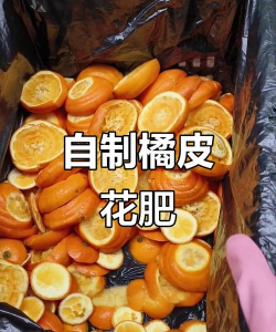 自制养花肥橘子