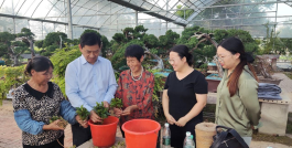 家庭养花用生根粉