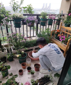 家庭养花用生根粉