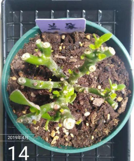 家庭养花用生根粉