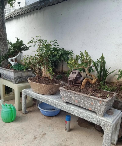 家庭养花用生根粉