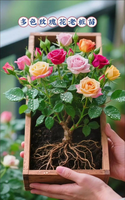 家庭养花用生根粉