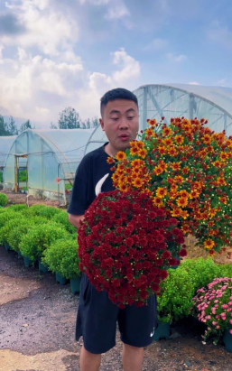 家庭养花用生根粉