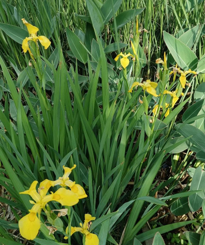 菖蒲是什么类花卉