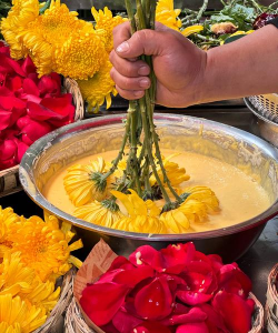 家庭养花用生根粉