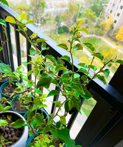 家庭养花用生根粉