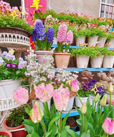 家庭养花用生根粉