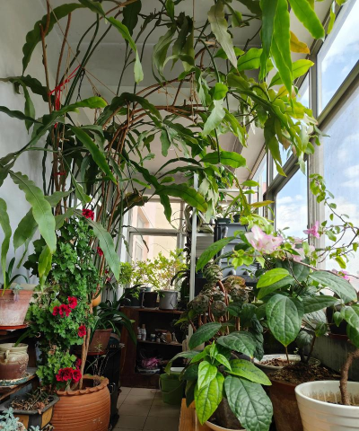 家庭养花用生根粉